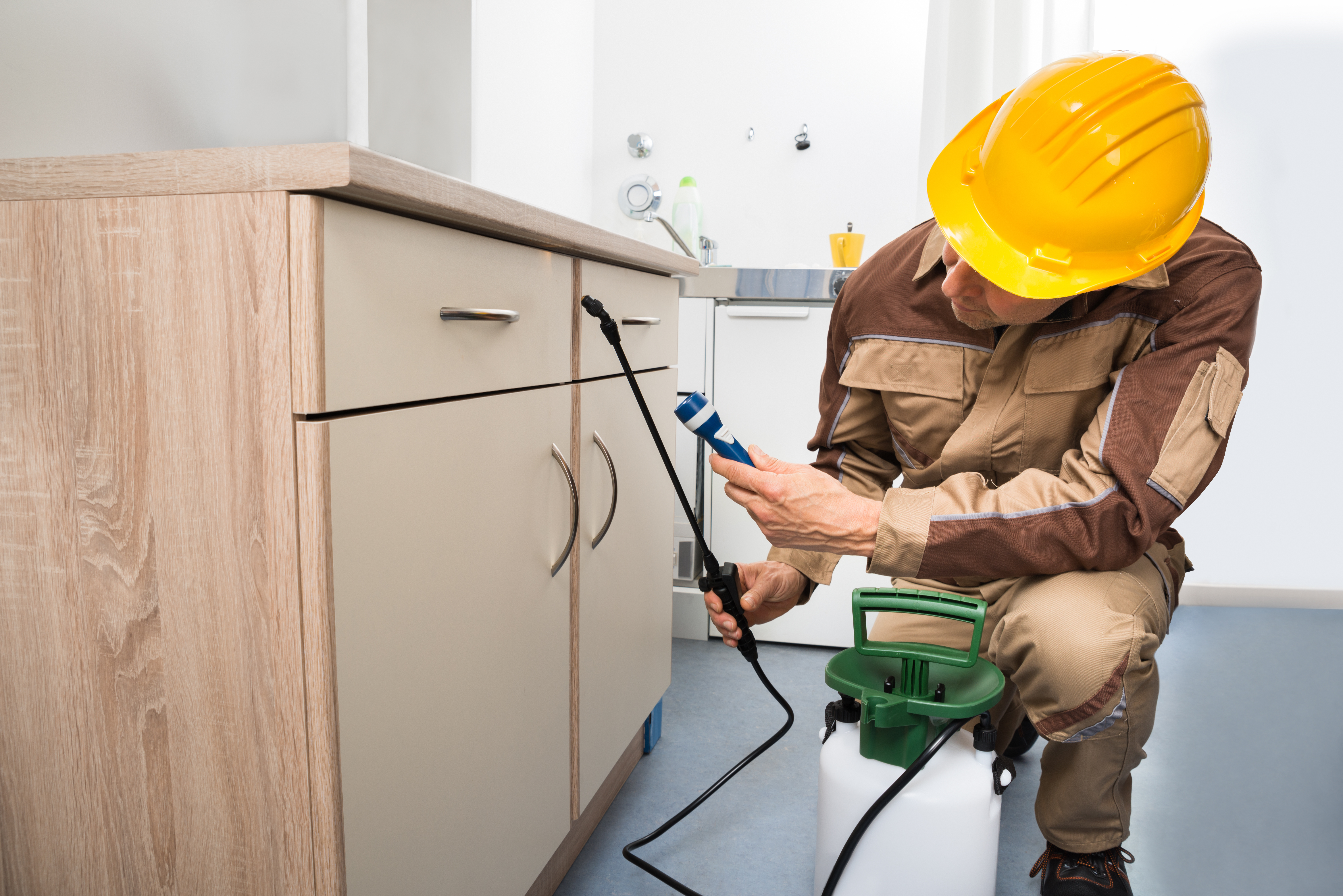 Termite Inspection