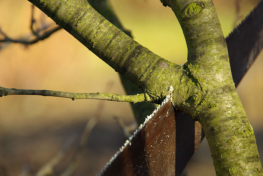 Brush Tipping Tree Pruning Tree Service
